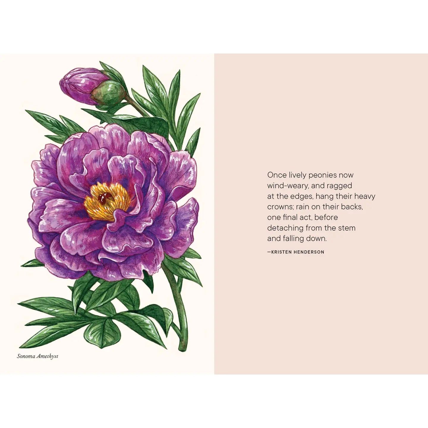 Peonies Book